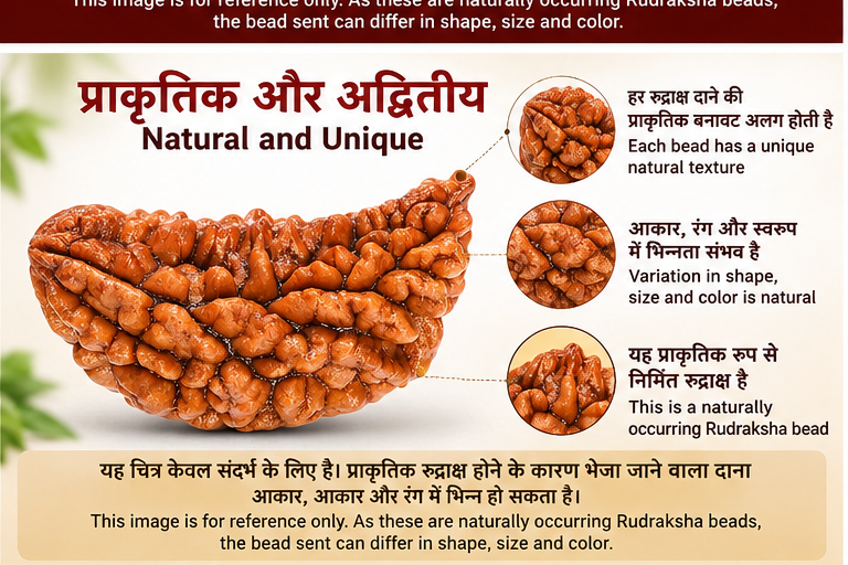 Natural brown 1 Mukhi Rudraksha showing variations in shape, size and texture