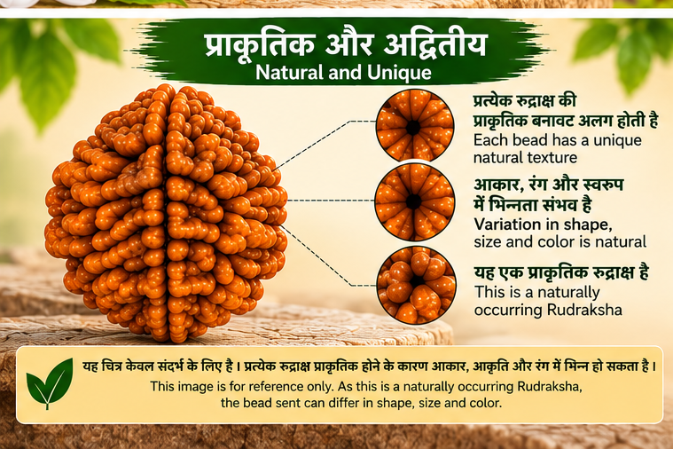Close-up of a brown 2 Mukhi Rudraksha bead showing natural texture and variation in shape, size and colour