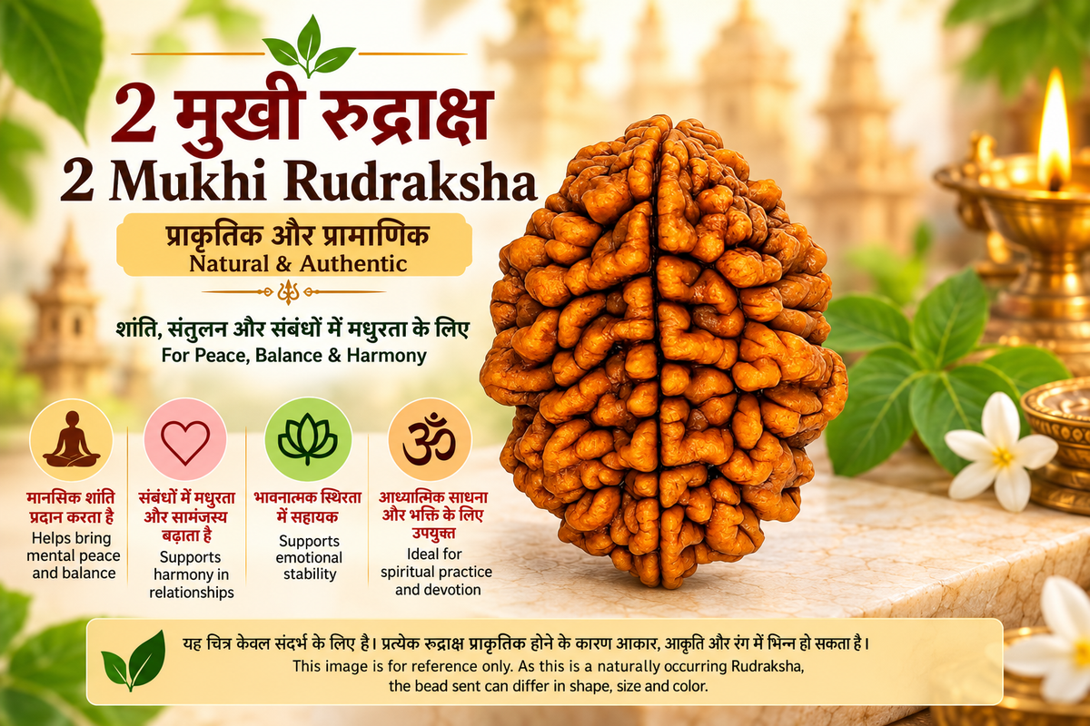 2 Mukhi Rudraksha brown natural bead with Hindi and English details about traditional spiritual significance and natural variation