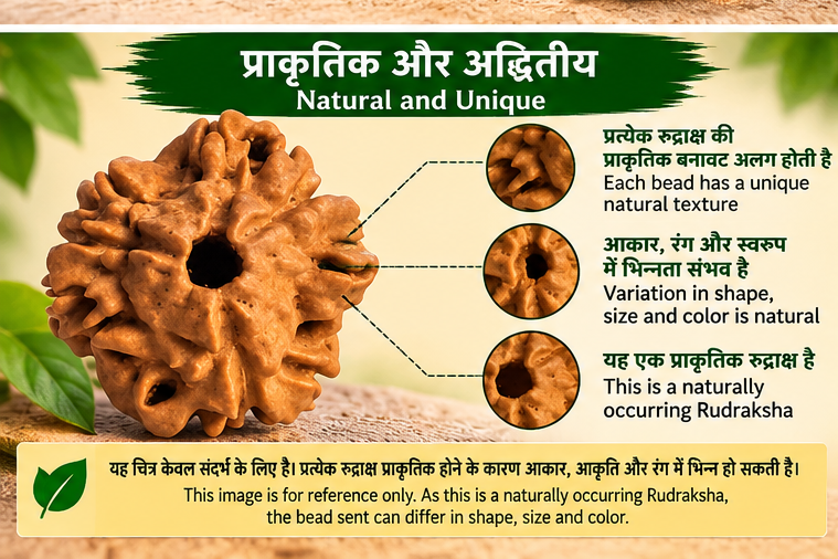 Close-up of a brown 3 Mukhi Rudraksha bead showing natural texture and variation in shape, size and colour