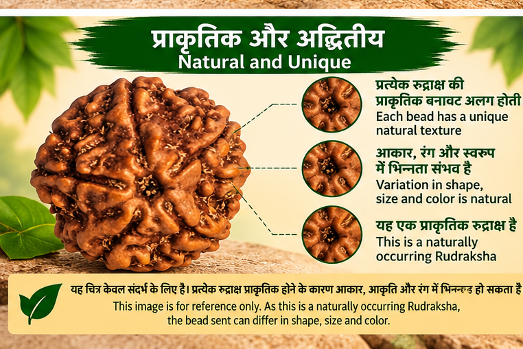 Close-up of a brown 5 Mukhi Rudraksha bead showing natural texture and variation in shape, size and colour